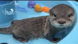 One baby otter taking a bath.